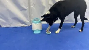 Some remote dog treat dispensers offer a solid experience but lack versatility.