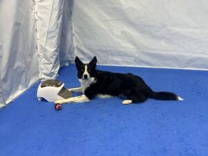 The Treat&Train Remote Dog Trainer is our pick for the best remote dog treat dispenser.