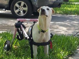Caring for a disabled dog can be a struggle, but it does have its rewards.