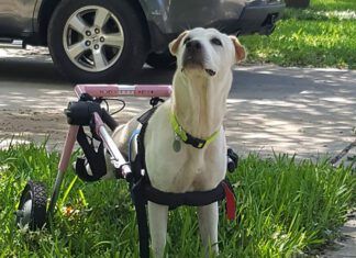 Caring for a disabled dog can be a struggle, but it does have its rewards.