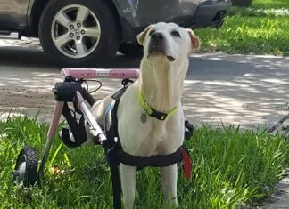 Caring for a disabled dog can be a struggle, but it does have its rewards.