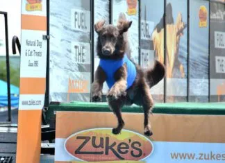 A dock diving dog leaps off the edge of a dock into the water.