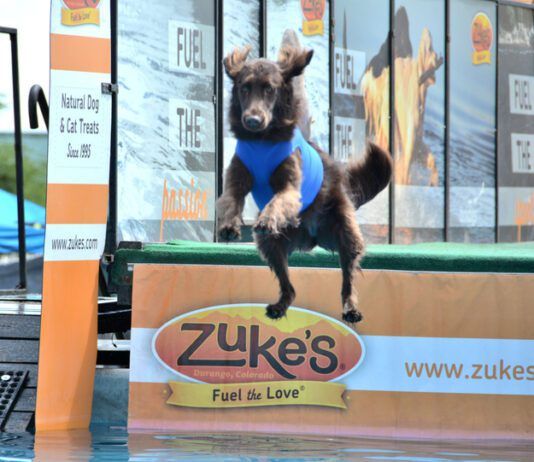 A dock diving dog leaps off the edge of a dock into the water.