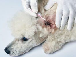 Dog food can be the cause of a dog's allergies and chronic yeast infections. So which dog food is best for allergies and yeast infection.