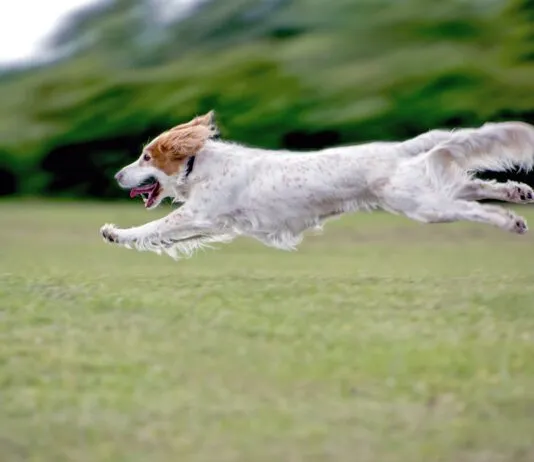 Low carb dog food may be a good option for active healthy dogs to maintain lean muscle mass.