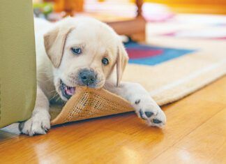 Puppies need to chew, so providering the best puppy bone is better than letting them chew the furniture.
