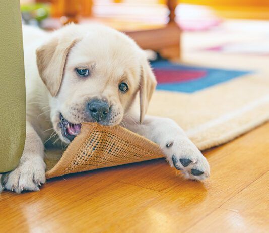 Puppies need to chew, so providering the best puppy bone is better than letting them chew the furniture.