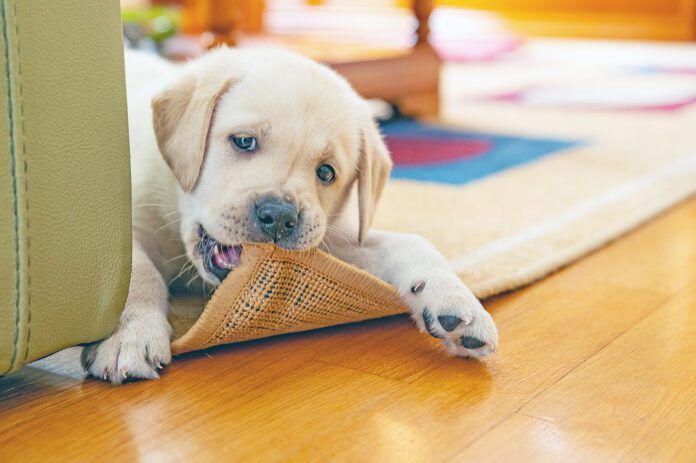 Puppies need to chew, so providering the best puppy bone is better than letting them chew the furniture.