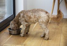 Homemade dog food toppers and other homemade dog food can provide a nutritional AND cognitive boost for your dog.