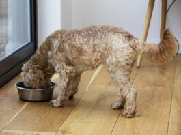 Homemade dog food toppers and other homemade dog food can provide a nutritional AND cognitive boost for your dog.