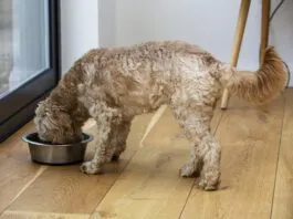 Homemade dog food toppers and other homemade dog food can provide a nutritional AND cognitive boost for your dog.