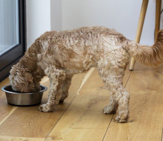 Homemade dog food toppers and other homemade dog food can provide a nutritional AND cognitive boost for your dog.