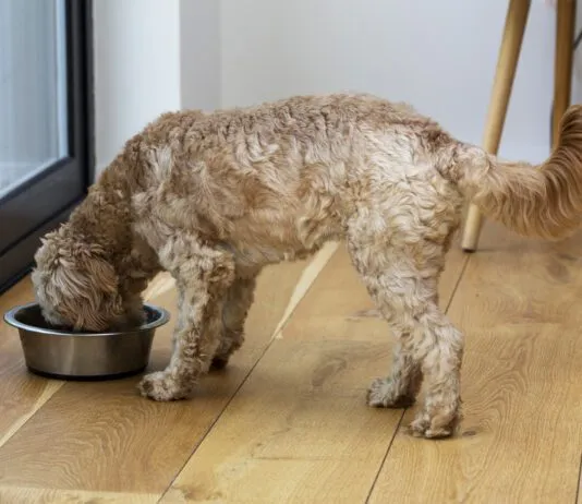 Homemade dog food toppers and other homemade dog food can provide a nutritional AND cognitive boost for your dog.