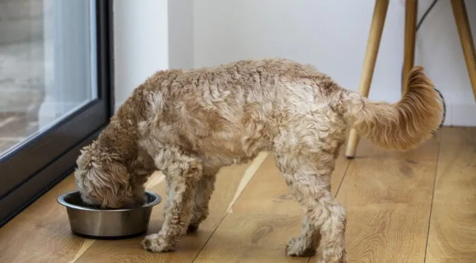 Homemade dog food toppers and other homemade dog food can provide a nutritional AND cognitive boost for your dog.