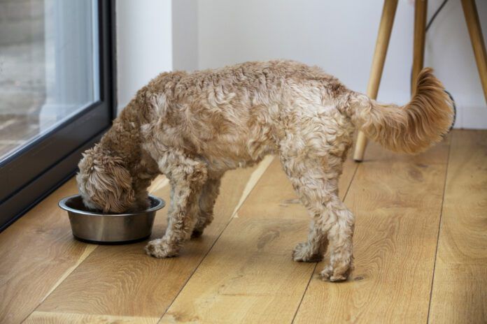Homemade dog food toppers and other homemade dog food can provide a nutritional AND cognitive boost for your dog.