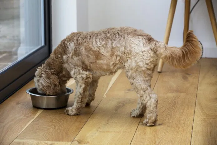 Homemade dog food toppers and other homemade dog food can provide a nutritional AND cognitive boost for your dog.
