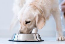 Nutritionally complete homemade dog food can keep your dog in excellent health for a fraction of the cost of raw and other premium brands.