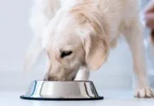 Nutritionally complete homemade dog food can keep your dog in excellent health for a fraction of the cost of raw and other premium brands.