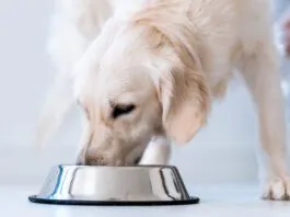 Nutritionally complete homemade dog food can keep your dog in excellent health for a fraction of the cost of raw and other premium brands.