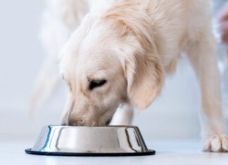 Nutritionally complete homemade dog food can keep your dog in excellent health for a fraction of the cost of raw and other premium brands.