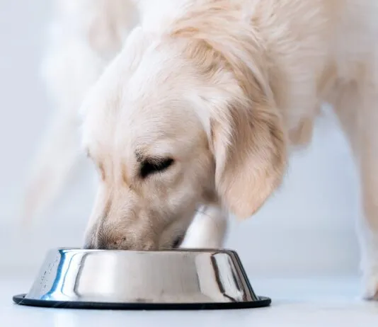 Nutritionally complete homemade dog food can keep your dog in excellent health for a fraction of the cost of raw and other premium brands.