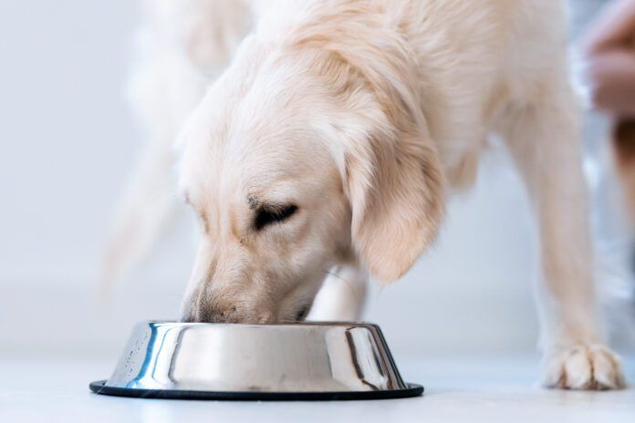 Nutritionally complete homemade dog food can keep your dog in excellent health for a fraction of the cost of raw and other premium brands.