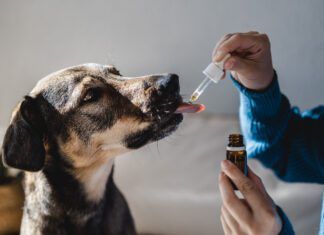 Hemp oil for dogs doesn't have its benefits from THC, but it's nutrition.