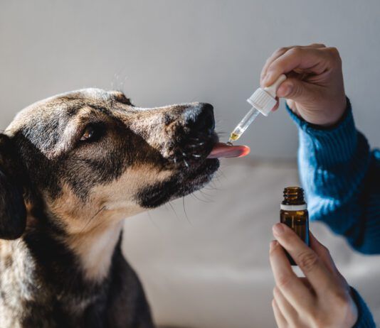 Hemp oil for dogs doesn't have its benefits from THC, but it's nutrition.