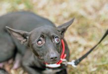 The best anxiety meds for dogs treat specific anxieties with minimal side effects.