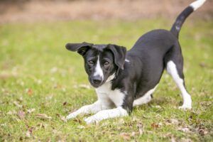Dogs who are playing aggressively may bow to signal that they aren't serious about fighting.