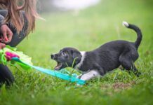 Immediately after they arrive home is when to start training a puppy.
