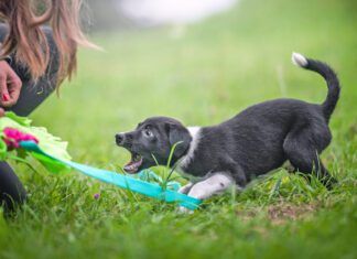 Immediately after they arrive home is when to start training a puppy.