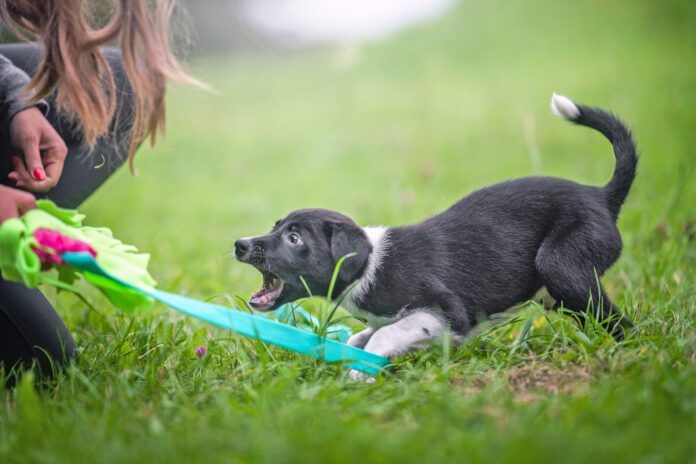 Immediately after they arrive home is when to start training a puppy.