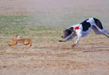 A raw diet for dogs is notionally more nutritious, but it can have risks.