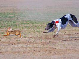 A raw diet for dogs is notionally more nutritious, but it can have risks.