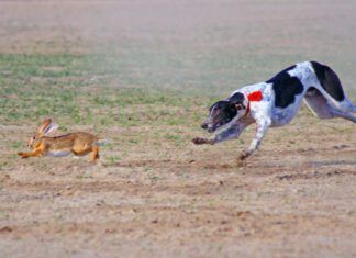 A raw diet for dogs is notionally more nutritious, but it can have risks.