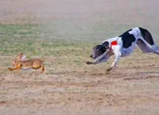 A raw diet for dogs is notionally more nutritious, but it can have risks.