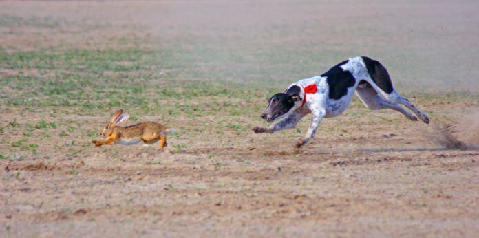 A raw diet for dogs is notionally more nutritious, but it can have risks.