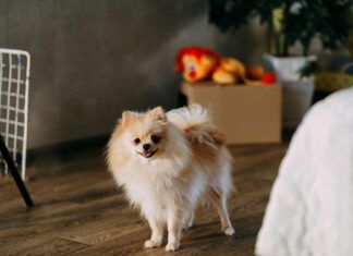 Selegeline for dogs with cognitive dysfunction can help dogs better manage their cognitive decline.