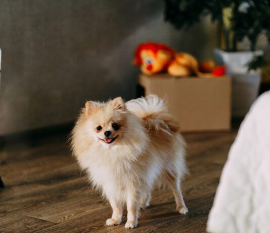 Selegeline for dogs with cognitive dysfunction can help dogs better manage their cognitive decline.
