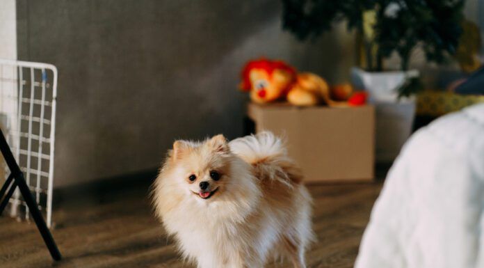 Selegeline for dogs with cognitive dysfunction can help dogs better manage their cognitive decline.