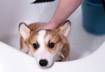 An oatmeal batch for dogs can be used to treat a variety of dog skin problems.