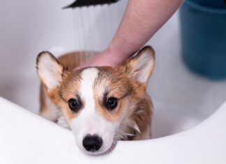 An oatmeal batch for dogs can be used to treat a variety of dog skin problems.