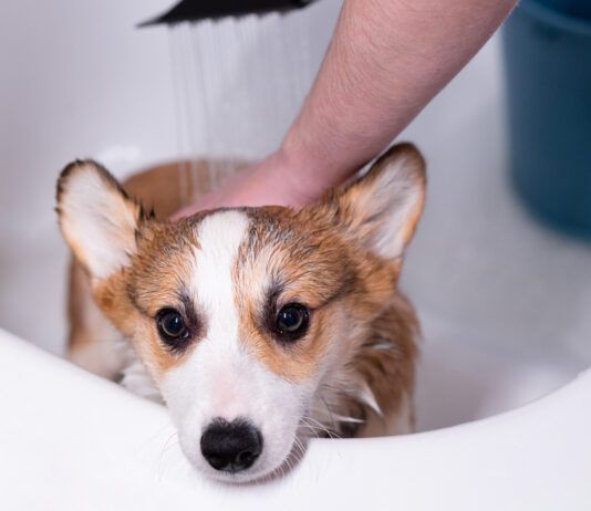 An oatmeal batch for dogs can be used to treat a variety of dog skin problems.