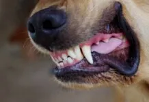 Close up of a dog's snarling mouth ready to fight. Knowing how to stop a dog from fighting is critical to stop this situation from getting worse.