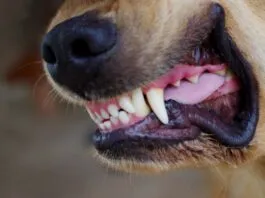 Close up of a dog's snarling mouth ready to fight. Knowing how to stop a dog from fighting is critical to stop this situation from getting worse.
