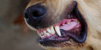 Close up of a dog's snarling mouth ready to fight. Knowing how to stop a dog from fighting is critical to stop this situation from getting worse.