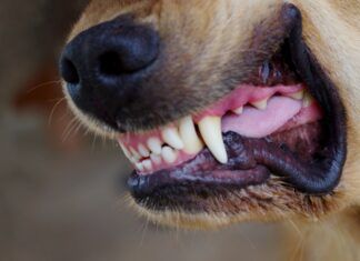 Close up of a dog's snarling mouth ready to fight. Knowing how to stop a dog from fighting is critical to stop this situation from getting worse.