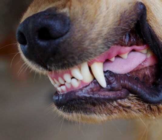 Close up of a dog's snarling mouth ready to fight. Knowing how to stop a dog from fighting is critical to stop this situation from getting worse.