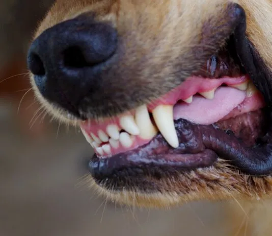 Close up of a dog's snarling mouth ready to fight. Knowing how to stop a dog from fighting is critical to stop this situation from getting worse.